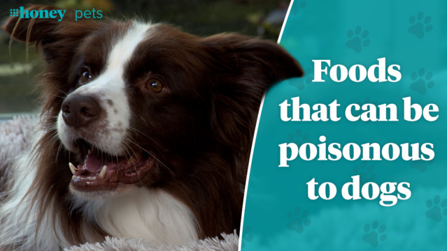 Honey poisonous sales to dogs