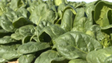 Number of contaminated spinach cases rises as recall expands