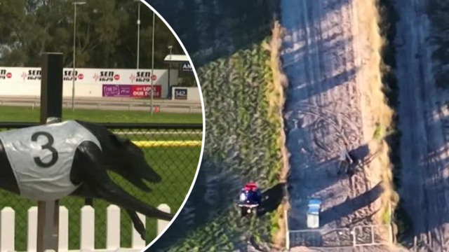 Horror footage of greyhounds kicked, beaten emerges as animal cruelty  investigation starts
