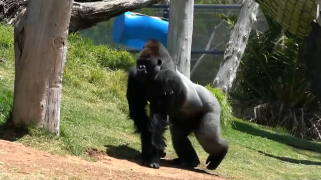 Yakini The Gorilla Turns 20 At Werribee Zoo