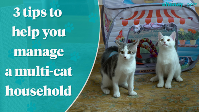 7 Mistakes to Avoid When Introducing Cats and Dogs