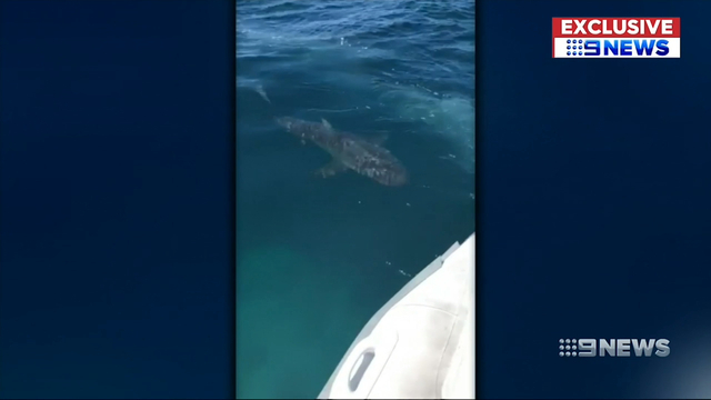 Perth news: Rottnest Island four sharks chase inflatable boat