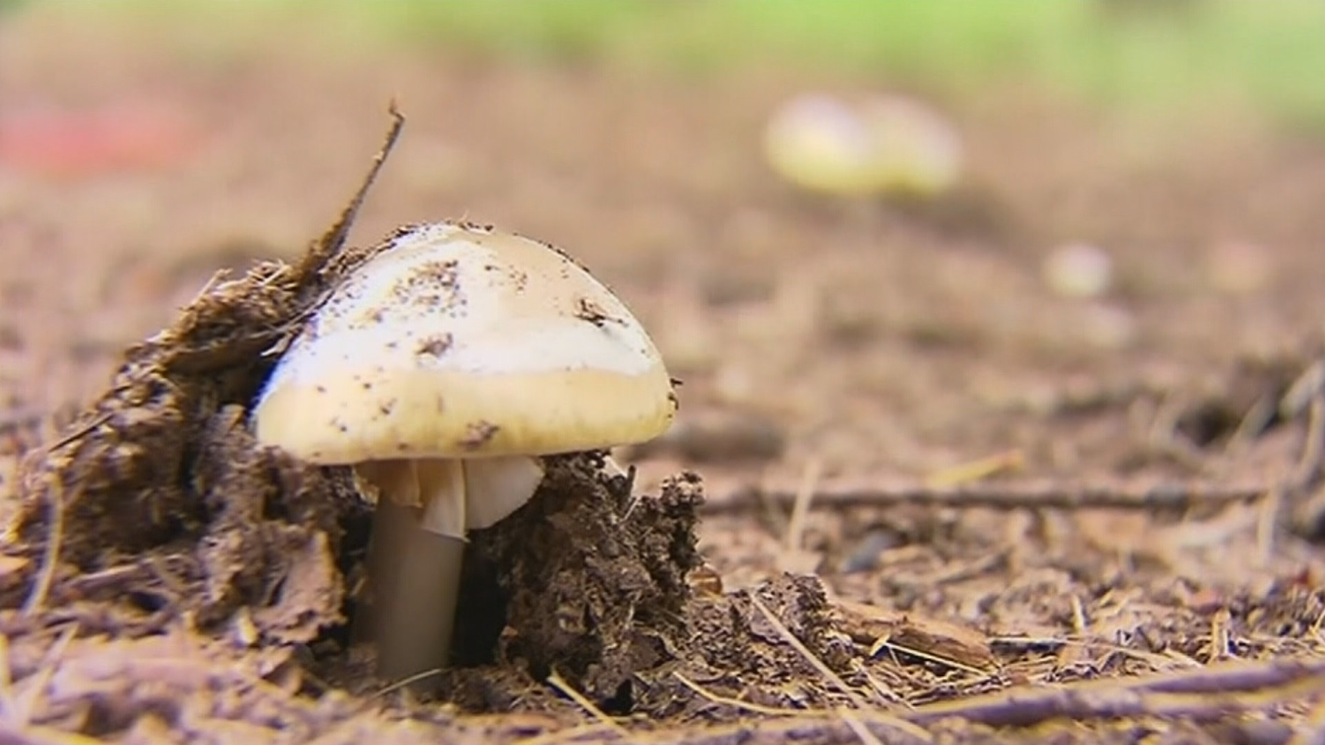 Mushroom poisoning case: Food dehydrator tested in Leongatha