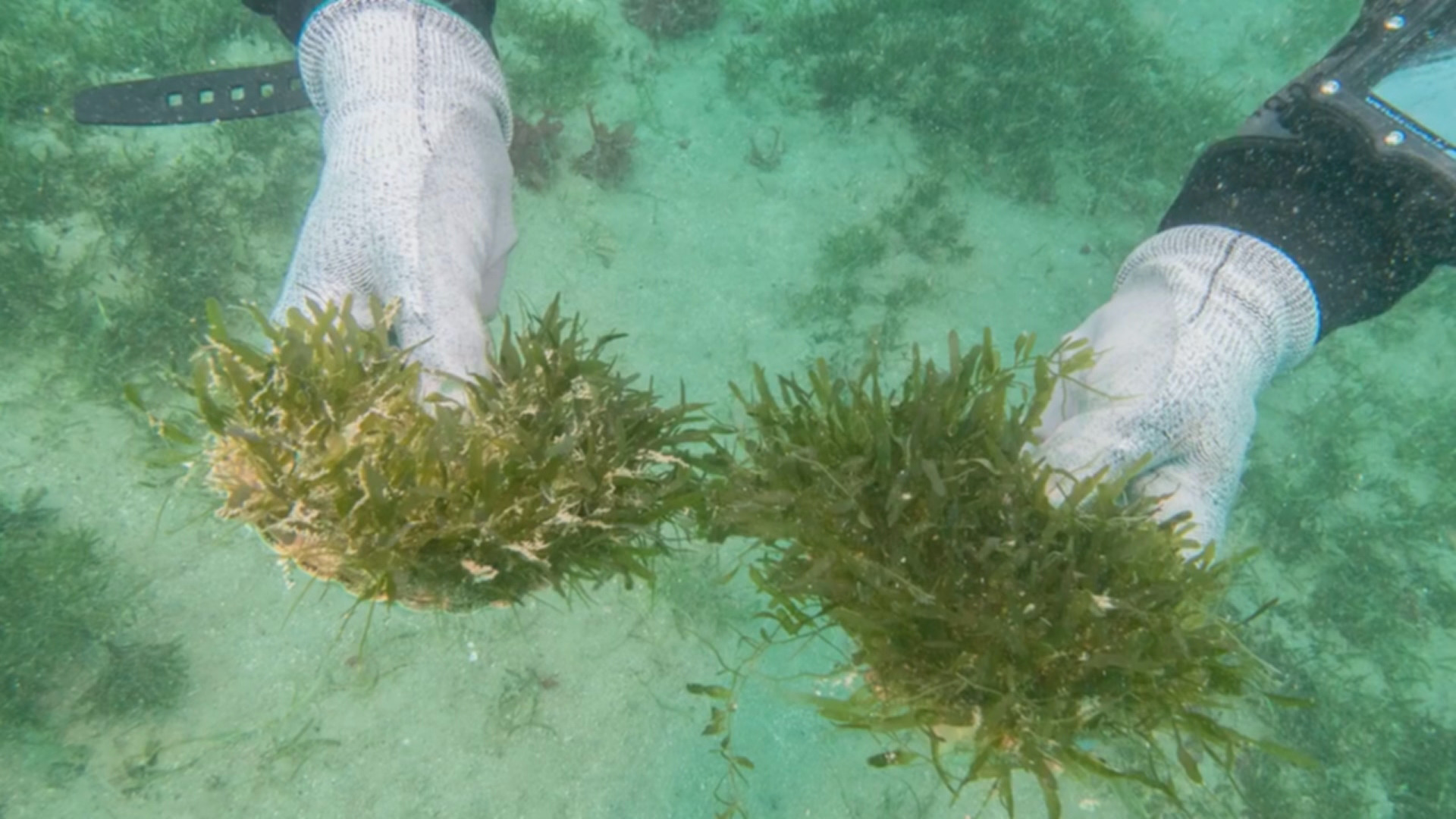 Superspreader seaweed caulerpa 'just smothers everything