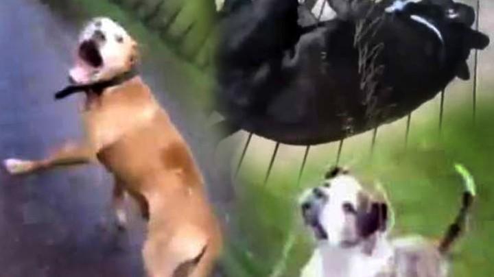 Videos: Police release confronting videos of dogs being Tasered - and  reveal the context