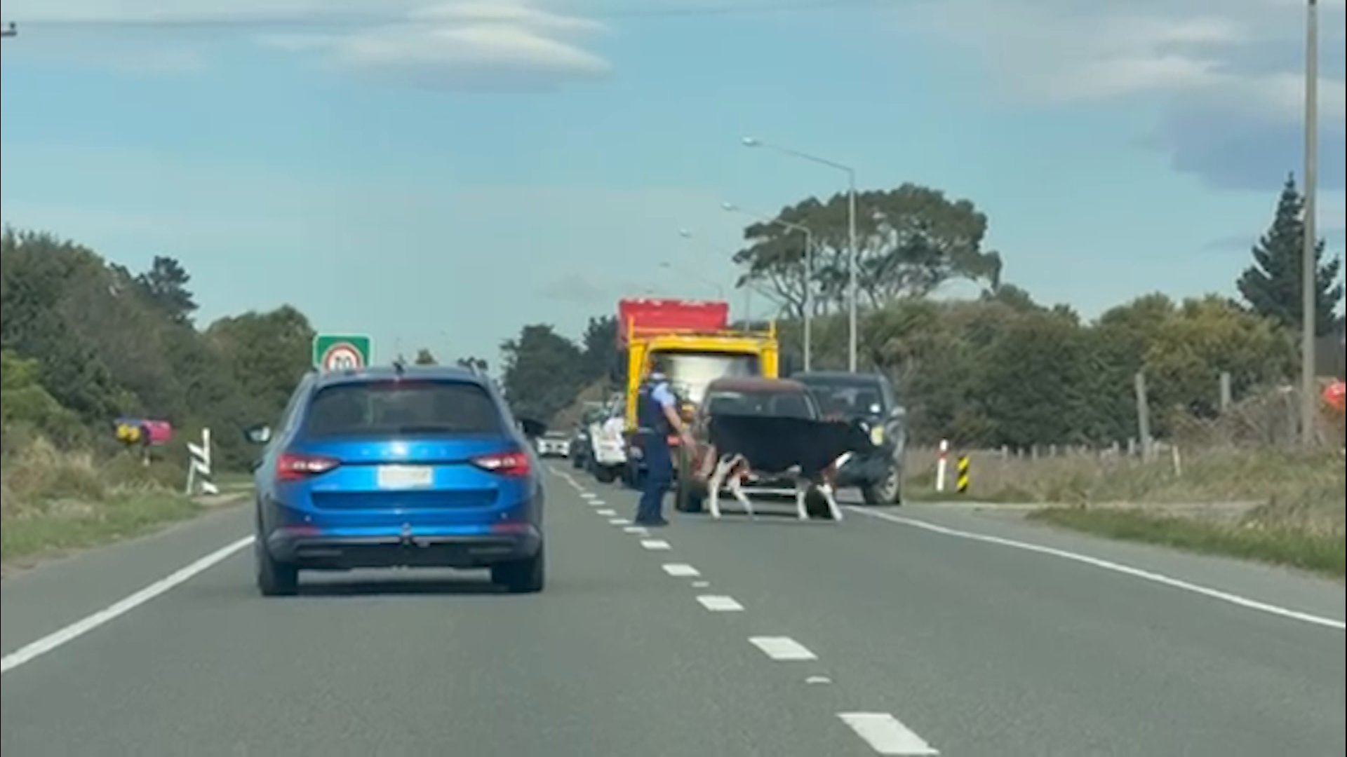 Runaway Cow Causes Traffic Chaos on State Highway 1