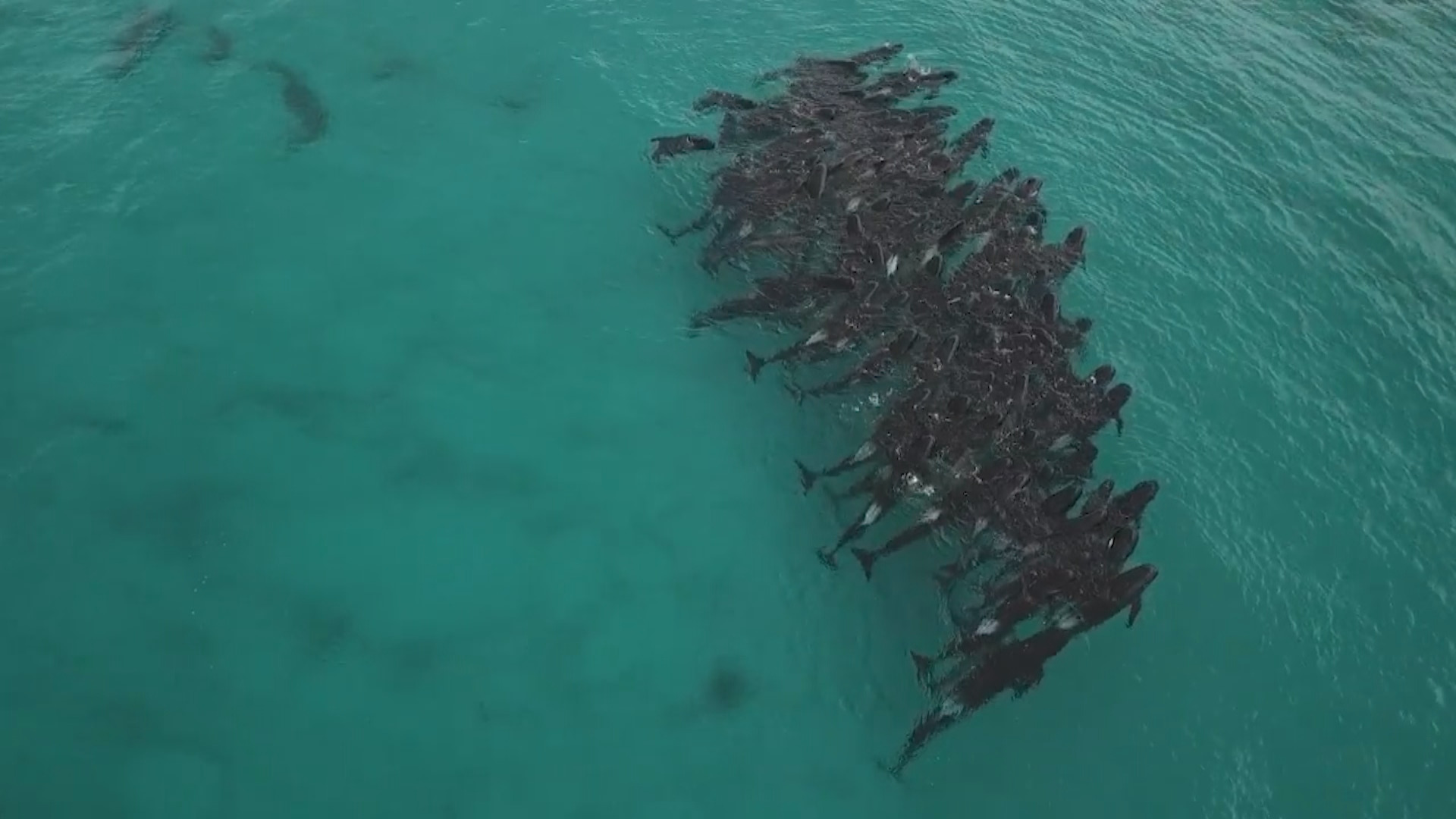 Watch: Behaviour of whales in Western Australia catches expert attention