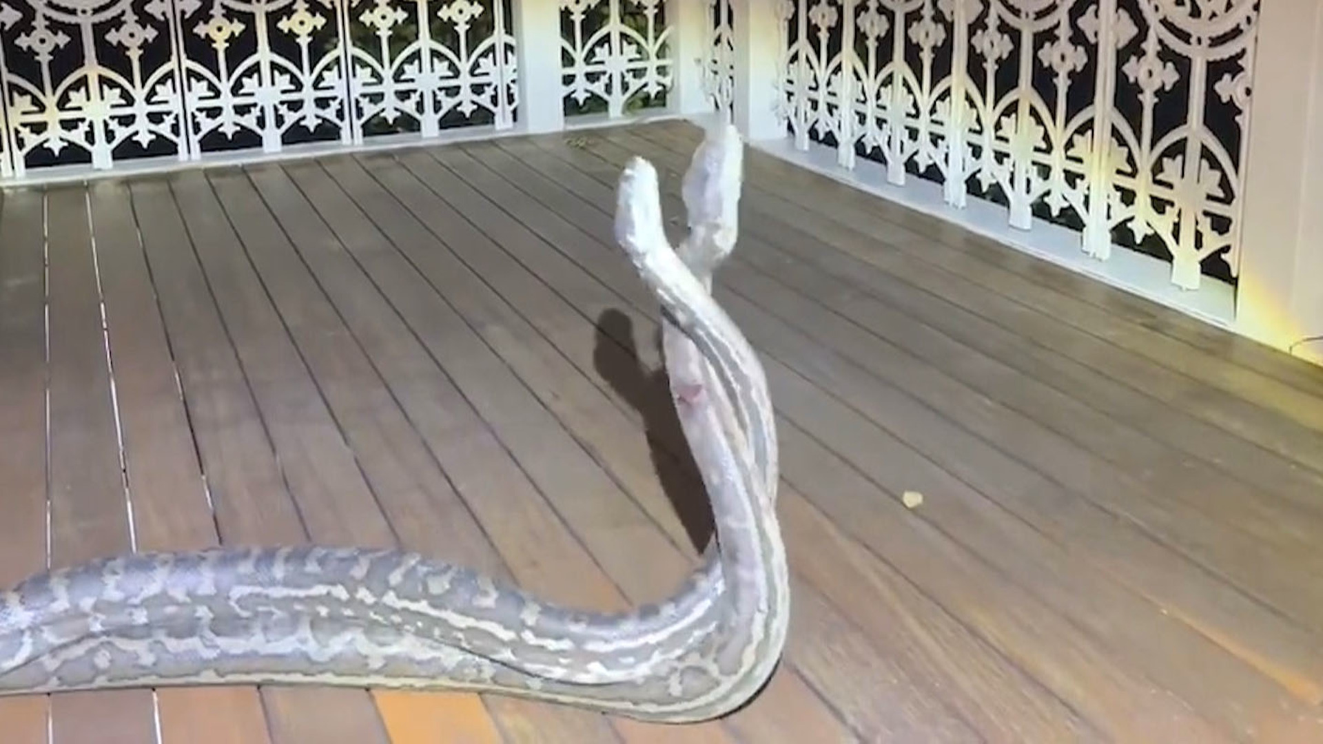 Clash of the pythons: Two snakes battle it out in shower before Qld mum  intervenes