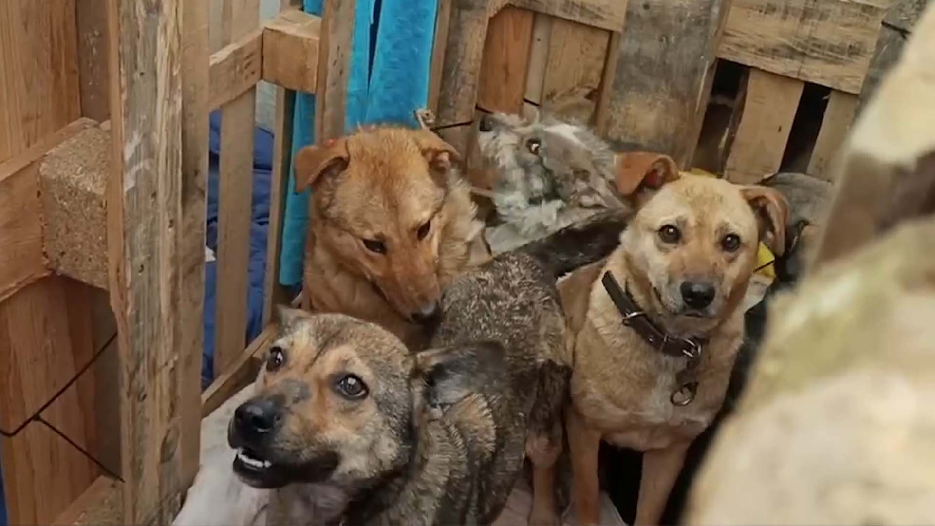 Kiwi man heads to war-torn Kyiv to help save pets