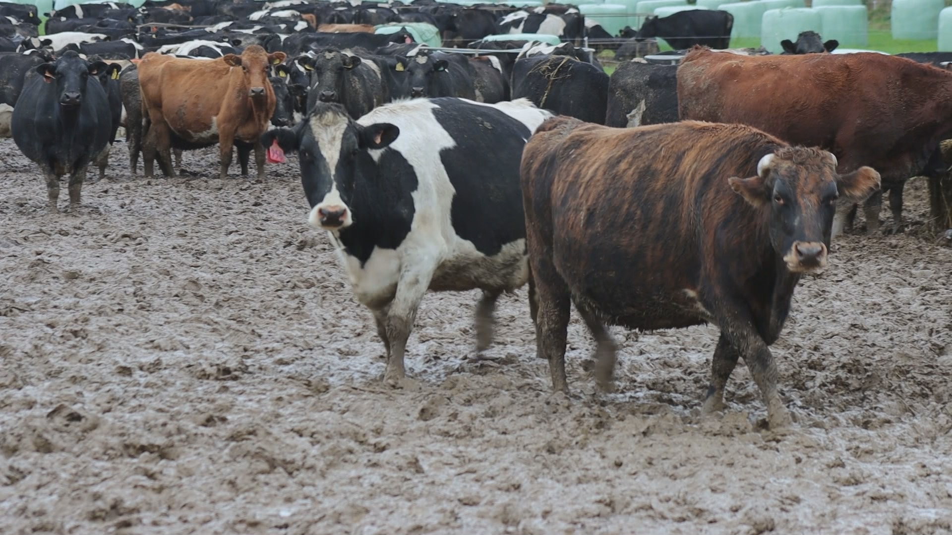 Southland dairy farmer facing prosecution for animal welfare offences